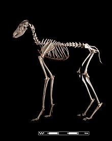 The skeleton Maned wolf "Chrysocyon brachyurus".jpg