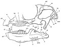 Miniatura para Manidens condorensis