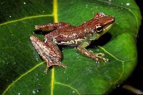 A Mantidactylus argenteus02.jpg kép leírása.