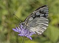 * Nomination Marbled white (Melanargia galathea) ab. leucomelas --Charlesjsharp 10:03, 26 July 2022 (UTC) * Promotion  Support Good quality. --IamMM 13:17, 26 July 2022 (UTC)