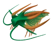 Marrella, one of the puzzling arthropods from the Burgess Shale Marrella.png