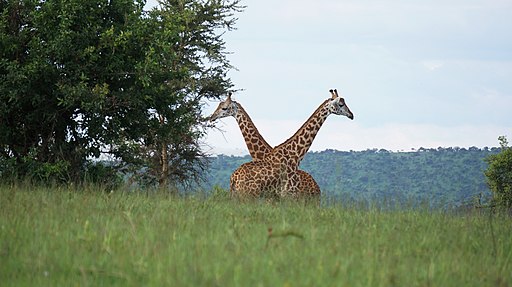 Massai Giraffes
