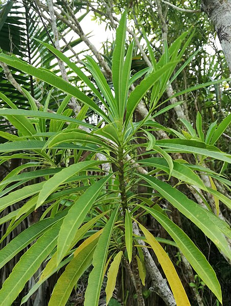 File:Mathurina penduliflora - Grande Montagne 3.jpg