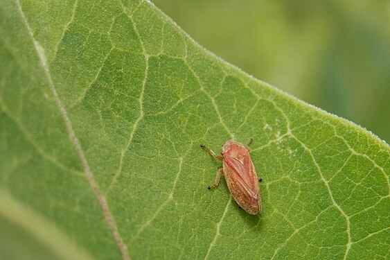 Hemiptera