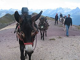Media Donkeys, 2011, Martuel, Switzerland Media Donkeys.jpg