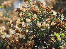 Melaleuca dempta (برگ ، گل ، میوه) .JPG