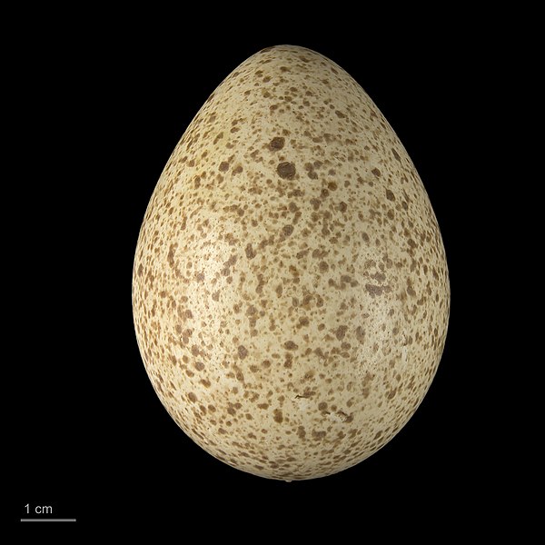 Egg of wild turkey (Meleagris gallopavo)