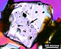 Melt inclusions in an olivine crystal