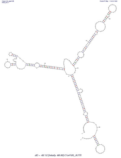 Possible mRNA secondary structure of C1orf185 made by mfold. There are 3 main branches that end in 1-2 stem loops each. The stem loop near the end of the sequence contains the Poly-A signal, which signals the end of transcription. Mfold.png