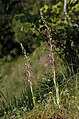 Himantoglossum adriaticum Italy - Umbria