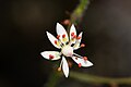 Saxifraga ferruginea