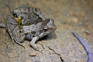 <i>Microhyla pulchra</i> species of amphibian