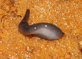 <i>Microplana terrestris</i> Species of flatworm