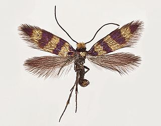 <i>Micropterix gaudiella</i> Species of moth