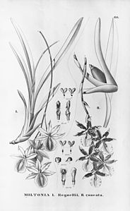 plate 60 Miltonia regnellii, Miltonia cuneata