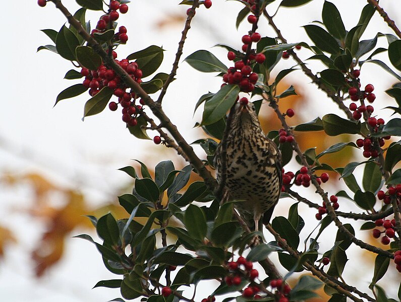 File:Mistle Thrush (Turdus viscivorus) eating berries.jpg