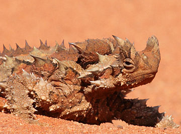 Thorny dragon (Moloch horridus), Northern Territory, Australia