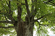 Alte Sommerlinde auf dem Odilienberg