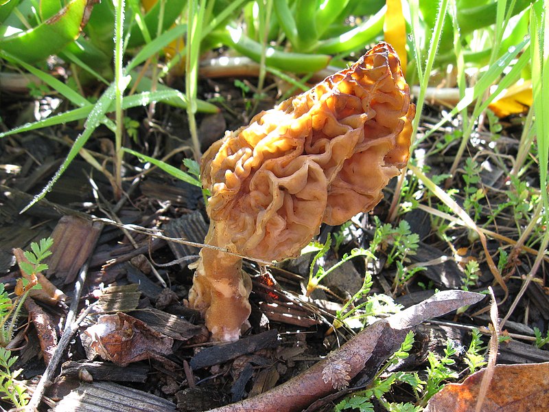 File:Morchella rufobrunnea 76858.jpg