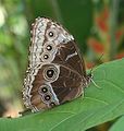 Morpho helenor marinita 1.jpg