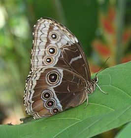 Morpho helenor