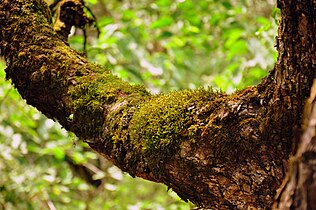 Moss on tree