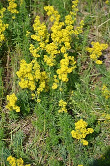 Galium verum ("lady's bedstraw") is the type species of the genus Galium. Mt Ventoux - flore 2.JPG