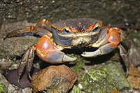 Mud-Flat Crab (Chasmagnathus convexus) (5780853050).jpg