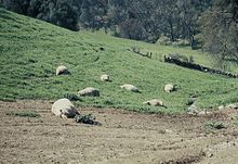 Multiple sheep killed by a cougar Multiple sheep kill.jpg