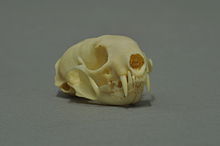 Skull of a least weasel Mustela nivalis 03 MWNH 768.jpg