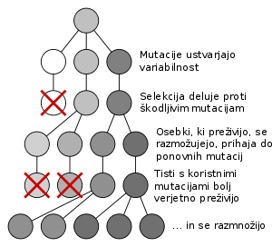Slika:Mutation and selection diagram sl.svg