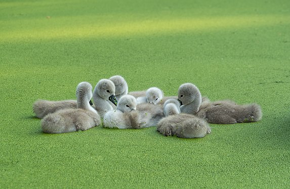 Mute swan cygnets on a duckweed-covered pond in Prospect Park