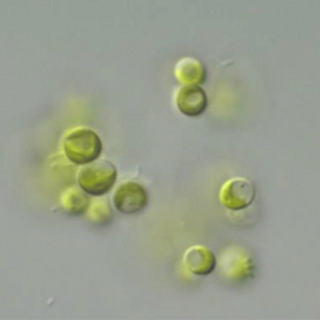 <i>Mychonastes</i> Genus of algae