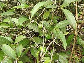 Descrizione dell'immagine Myristica beddomei-1-chemungi hill-kerala-India.jpg.