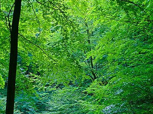 Klimaxvegetation: Bestimmende Faktoren der Klimaxvegetation, Einfluss der Fauna, Eigenschaften der Klimaxvegetation