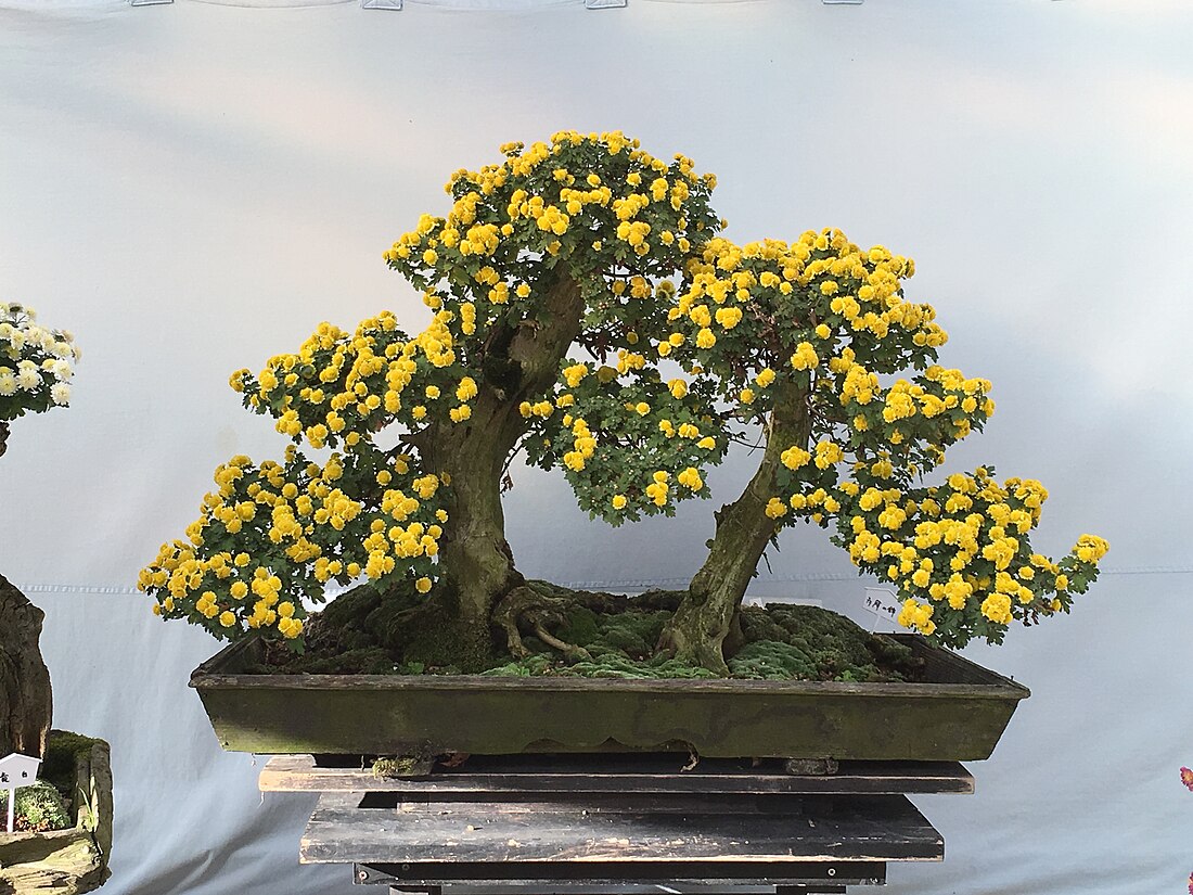 Chrysanthemum bonsai