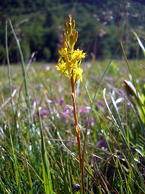 Yellow bog lily (Narthecium ossifragum)