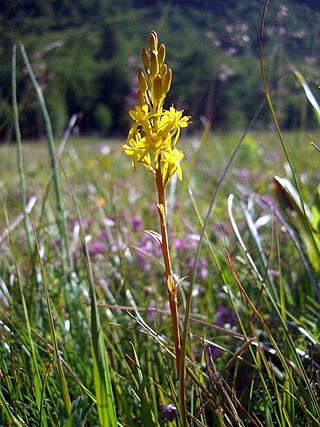 <i>Narthecium</i> Genus of flowering plants