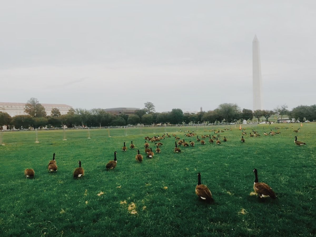 National Mall - Wikipedia