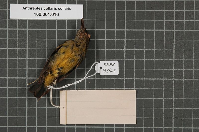 File:Naturalis Biodiversity Center - RMNH.AVES.133403 2 - Anthreptes collaris collaris (Vieillot, 1819) - Nectariniidae - bird skin specimen.jpeg