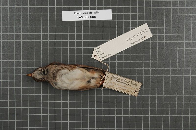 File:Naturalis Biodiversity Center - RMNH.AVES.149602 1 - Presotrichia albicollis (Gmelin, 1789) - Emberizidae - bird skin specimen.jpeg