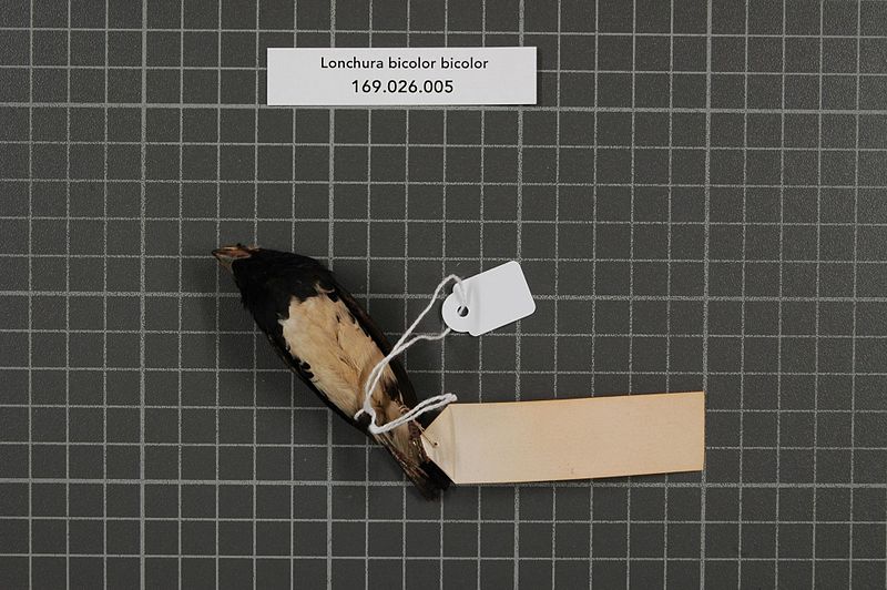 File:Naturalis Biodiversity Center - RMNH.AVES.160845 2 - Lonchura bicolor bicolor (Fraser, 1843) - Estrildidae - bird skin specimen.jpeg