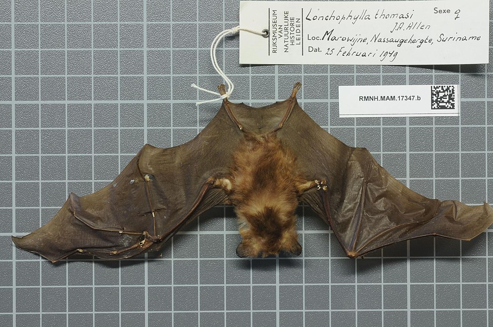The average adult weight of a Thomas's nectar bat is 7 grams (0.02 lbs)