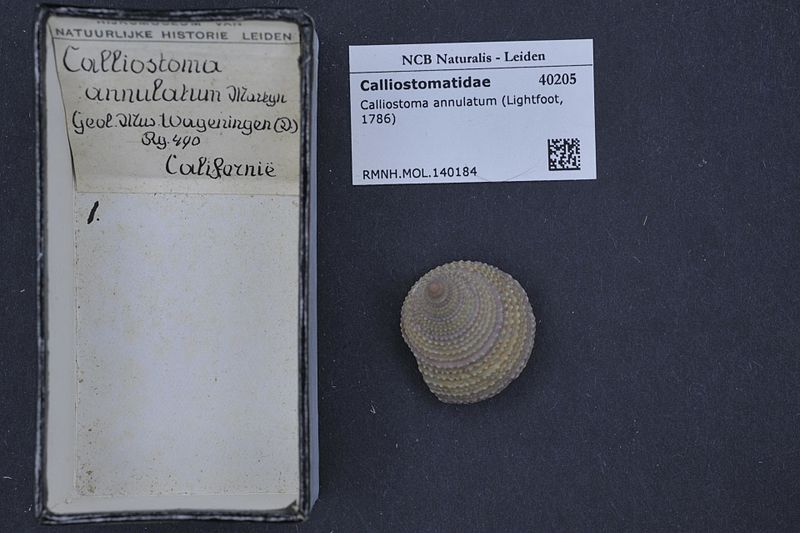 File:Naturalis Biodiversity Center - RMNH.MOL.140184 - Calliostoma annulatum (Lightfoot, 1786) - Calliostomatidae - Mollusc shell.jpeg