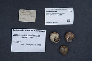 Naturalis Biodiversity Center - ZMA.MOLL.400665 - Leptaxis (Katostoma) nivosa phlebophora (Lowe, 1831) - Hygromiidae - Mollusc shell.jpeg