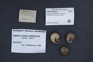 <i>Leptaxis nivosa</i> Species of gastropod