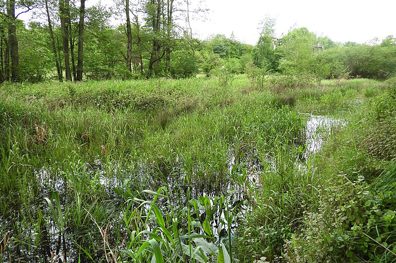 File:Naturschutzgebiet „Alte Fulda bei Blankenheim“ (5).jpg