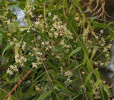 Neem (Azadirachta indica) in Hyderabad, India Neem (Azadirachta indica) in Hyderabad W IMG 6976.jpg