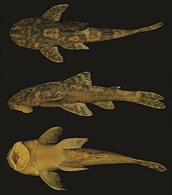 Neoplecostomus paraty.jpg