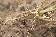 Nitrogen-fixing nodules in legumes Nitrogen-fixing nodules in the roots of legumes..JPG